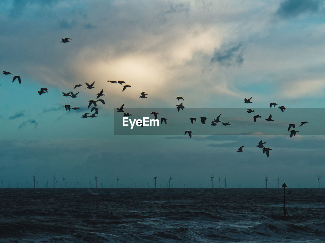 Flock of birds flying over sea against sky