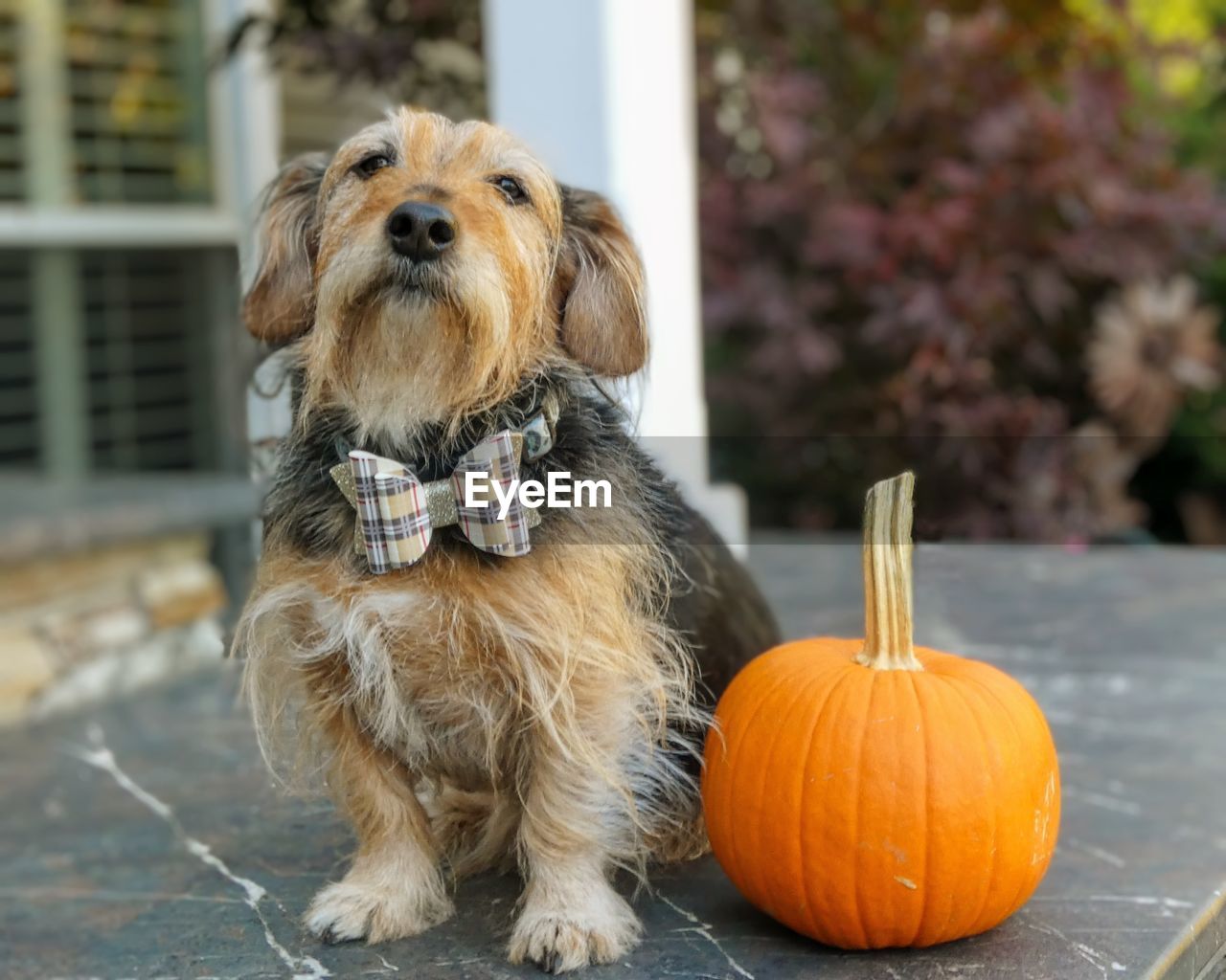 Close-up of dog on pumpkin
