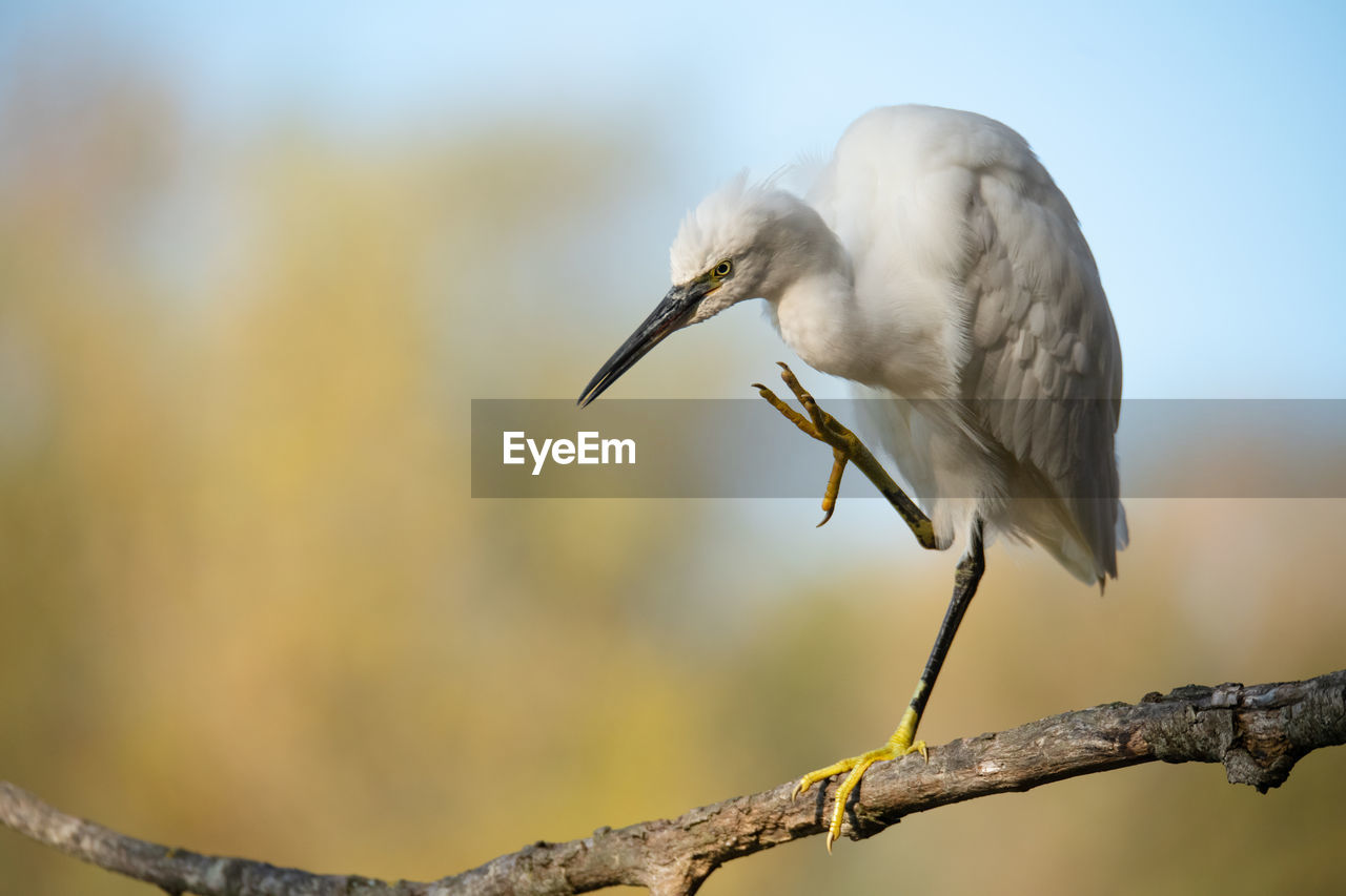 bird, animal themes, animal wildlife, animal, wildlife, one animal, beak, nature, close-up, full length, no people, focus on foreground, tree, perching, branch, heron, outdoors, wing, side view, plant, animal body part, beauty in nature, day