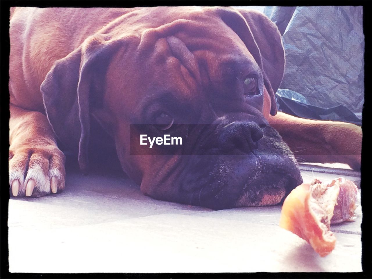 Close-up of boxer dog relaxing on floor at home