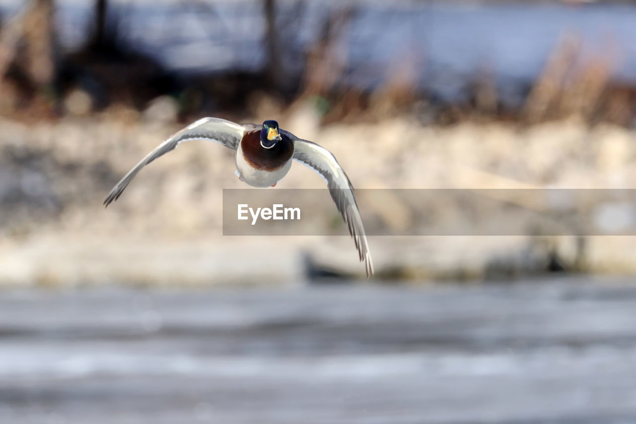 Close-up of bird flying over water