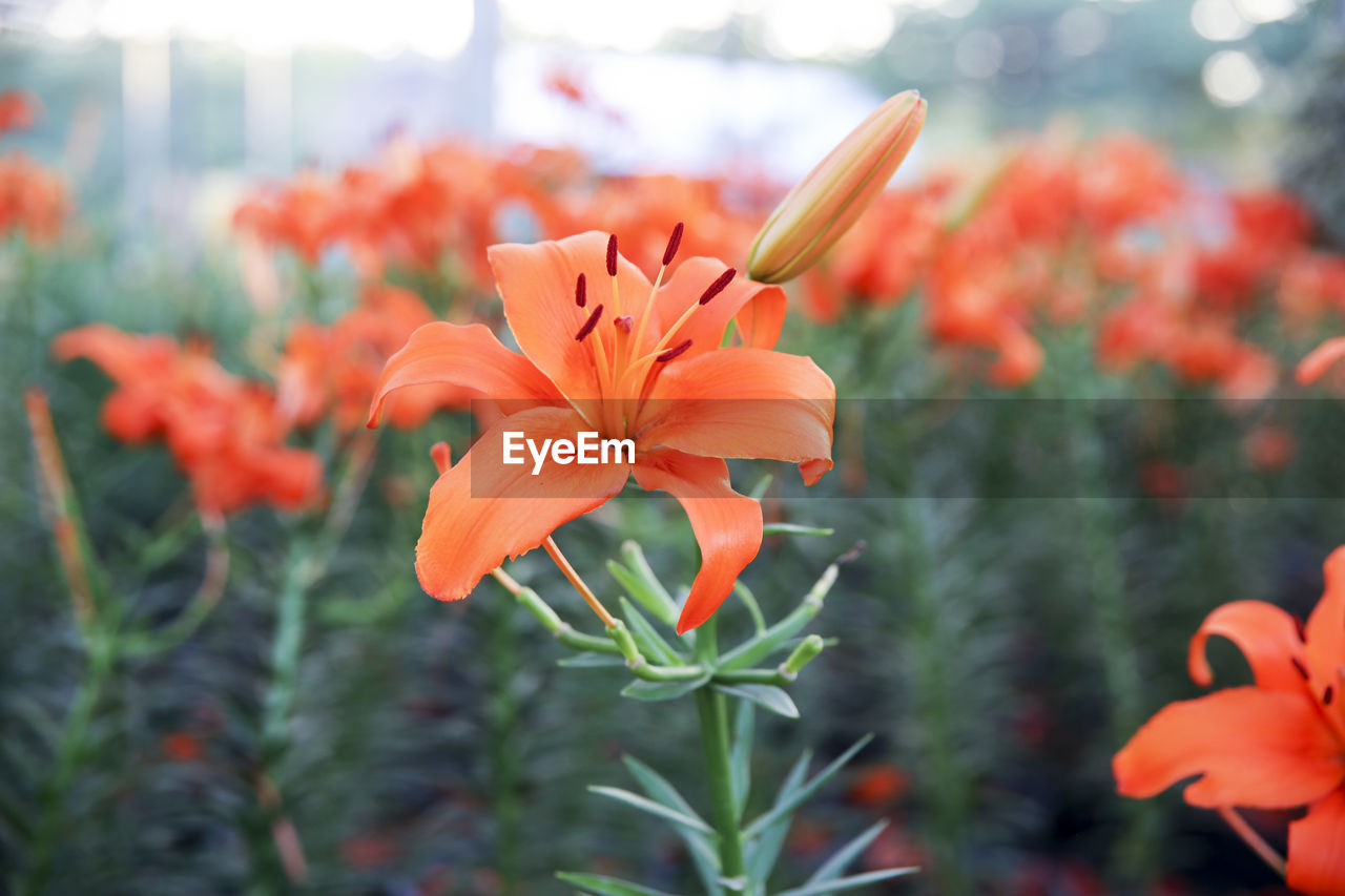 CLOSE-UP OF ORANGE ROSE FLOWER