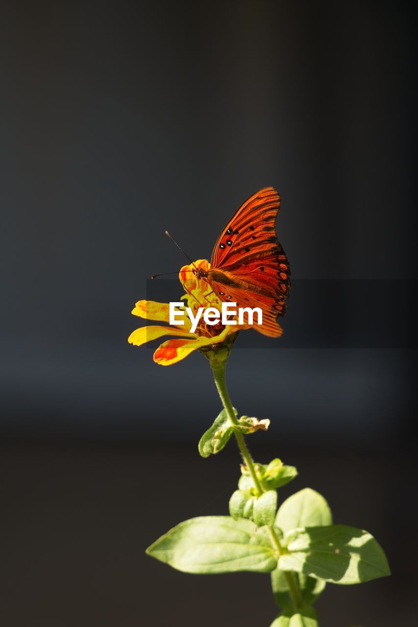 close-up of butterfly pollinating on flower