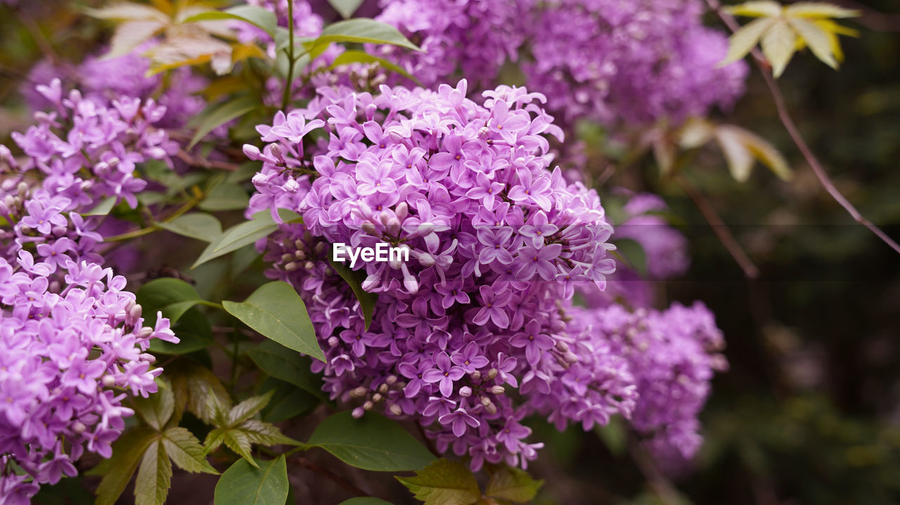 CLOSE-UP OF PURPLE FLOWERING PLANTS