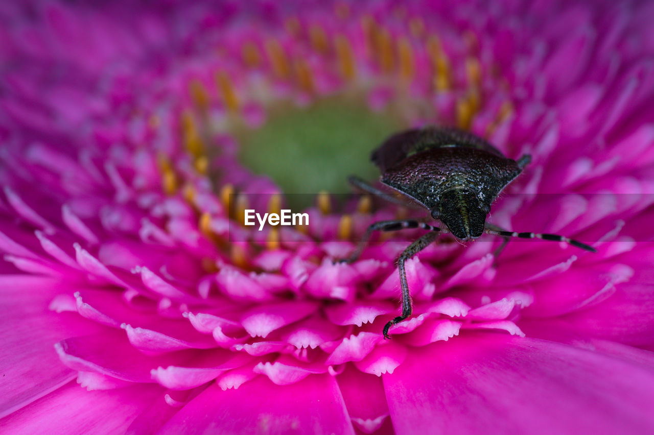 CLOSE-UP OF PINK INSECT ON PURPLE FLOWER