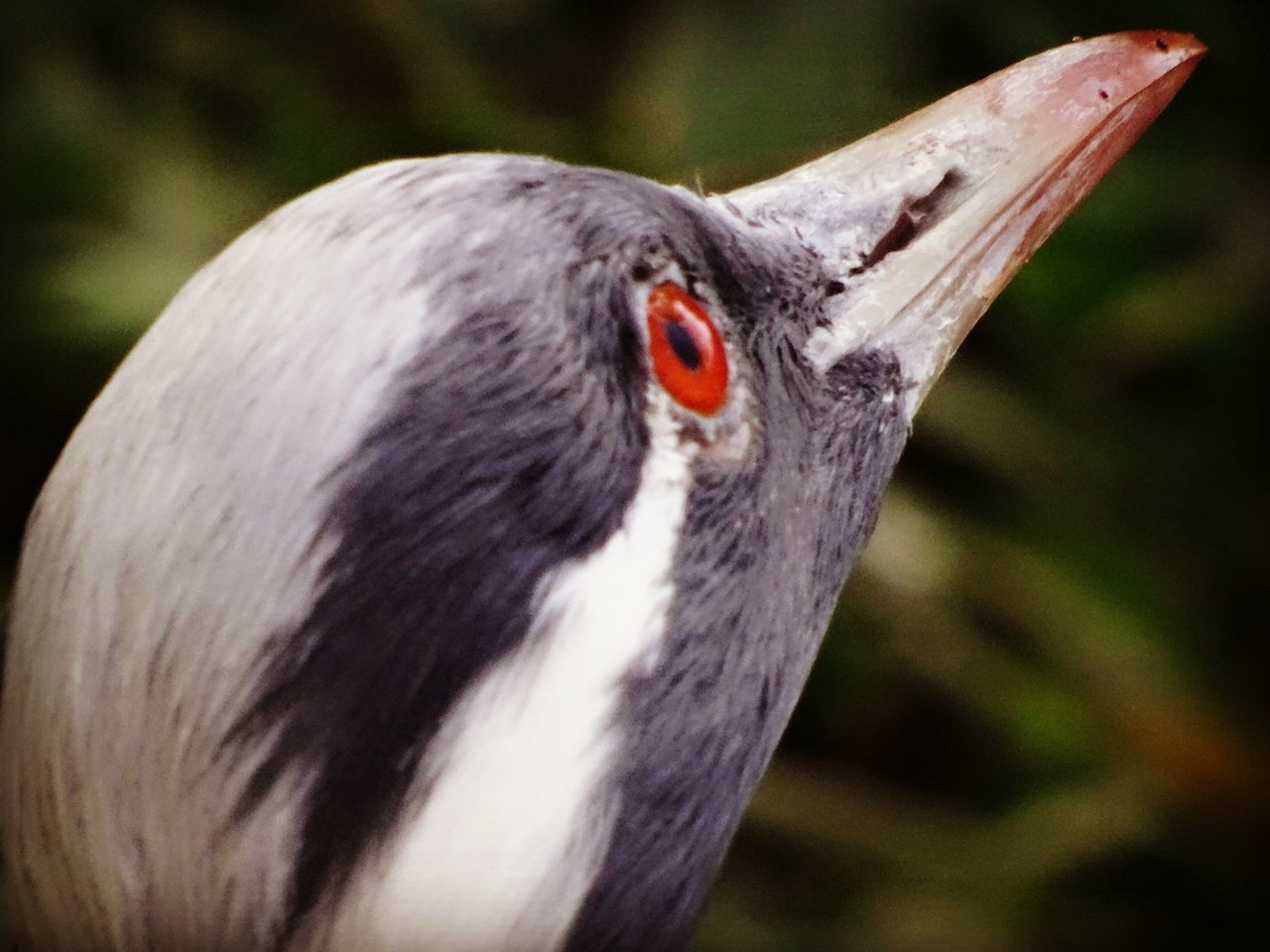 CLOSE-UP OF BIRD