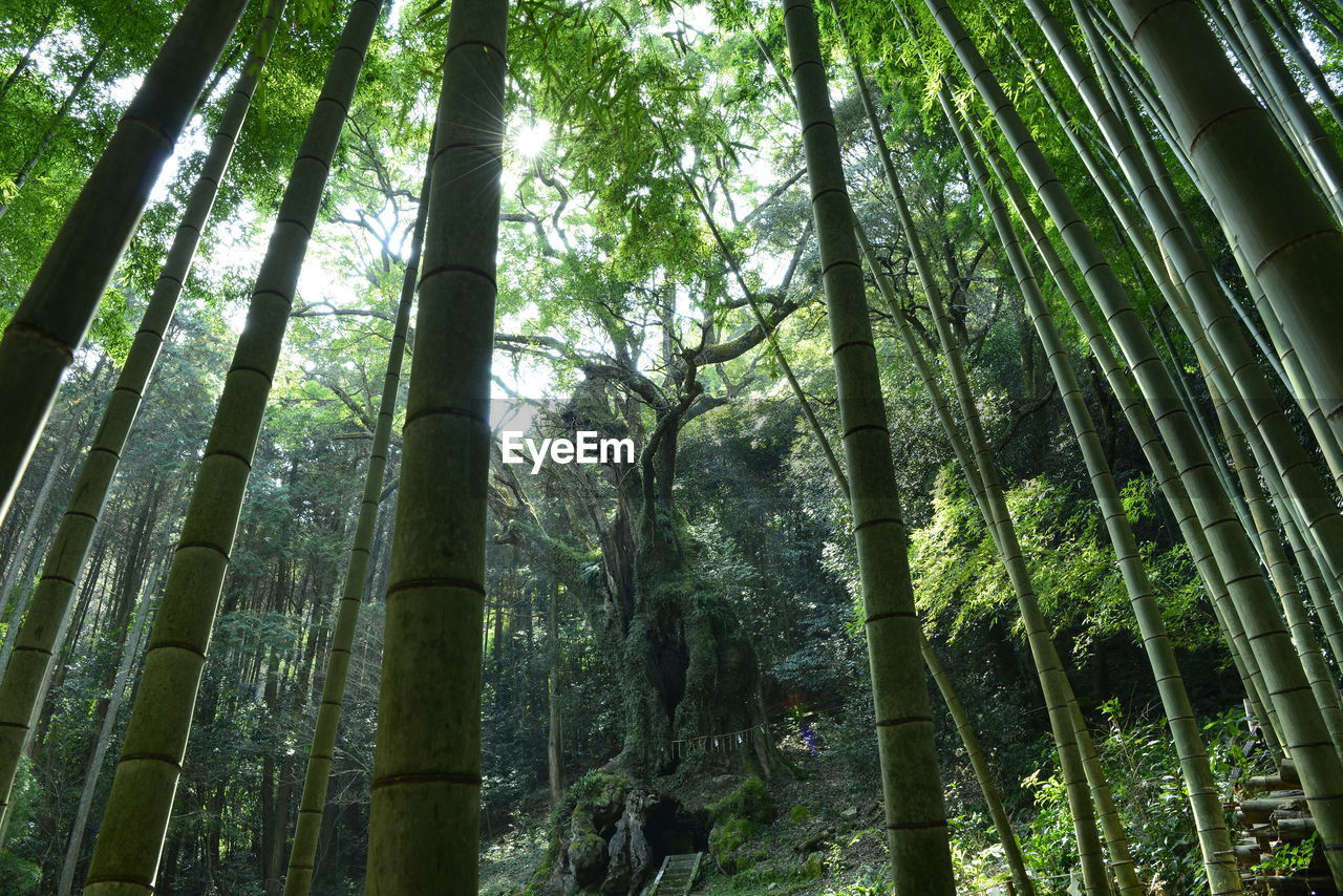 LOW ANGLE VIEW OF BAMBOO FOREST