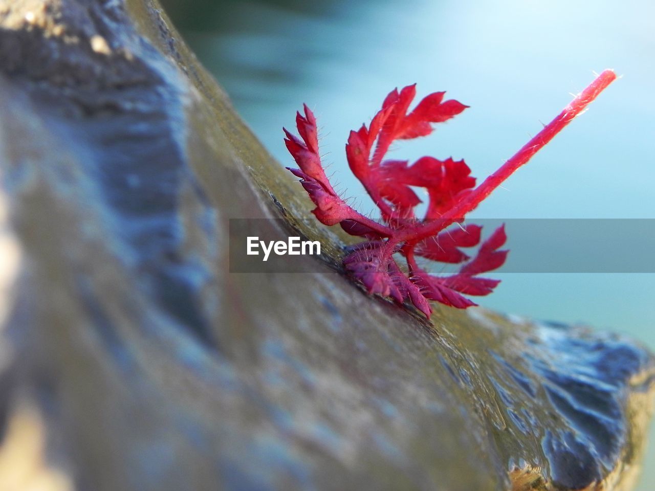 Close-up of red flower against sky