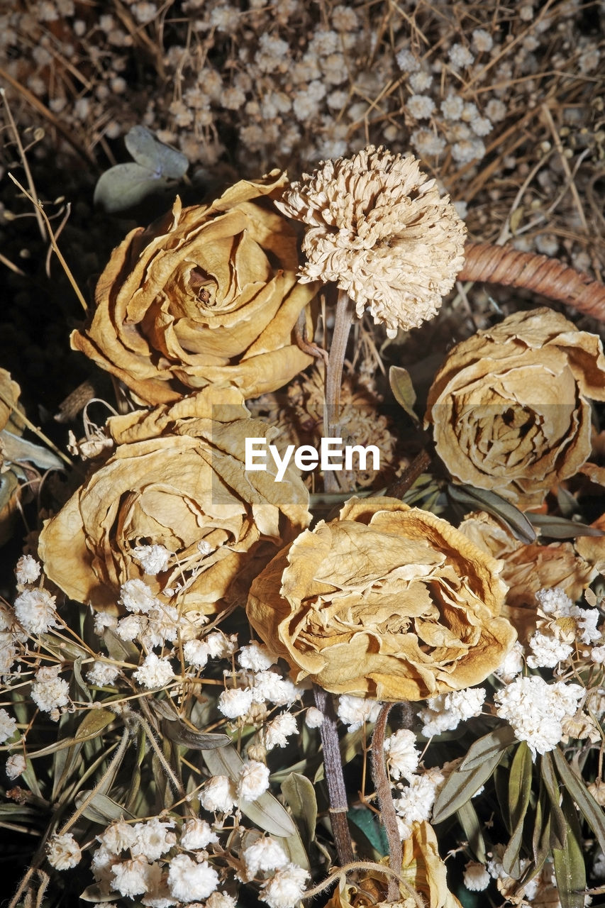 flower, plant, nature, high angle view, no people, dry, leaf, flowering plant, day, close-up, land, field, beauty in nature, mushroom, wood, edible mushroom, fragility, outdoors, food, autumn, plant part, directly above