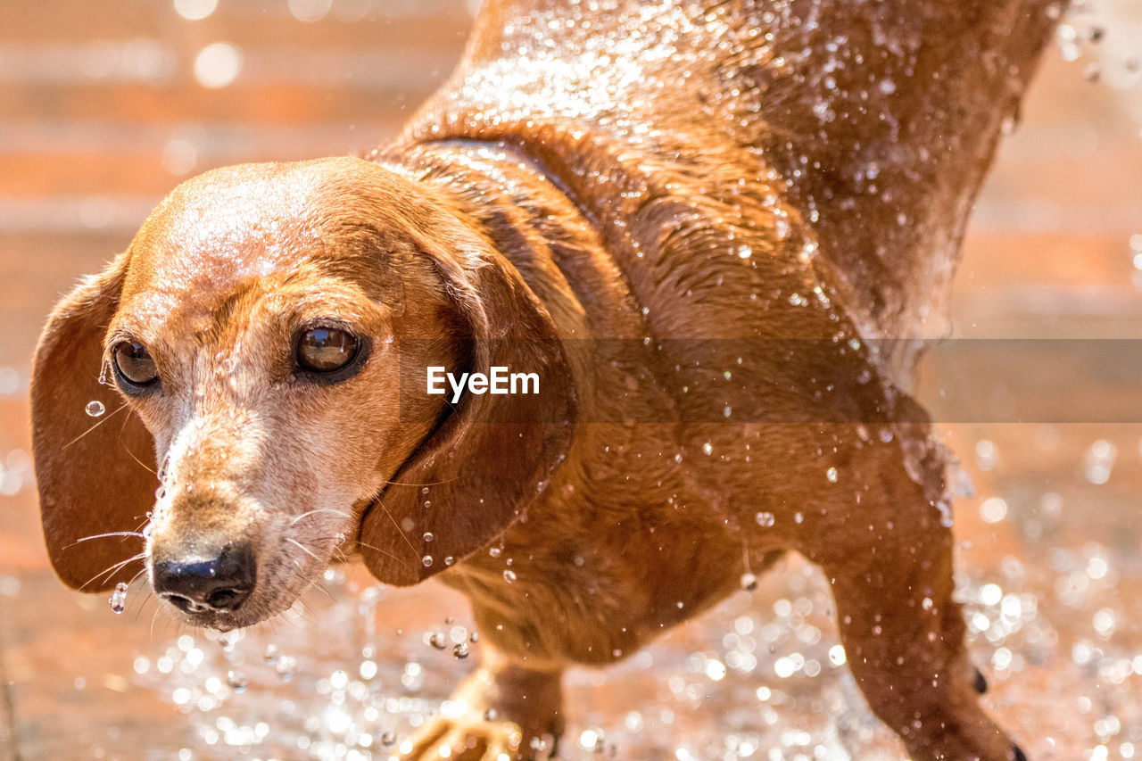 CLOSE-UP OF DOG IN A WATER