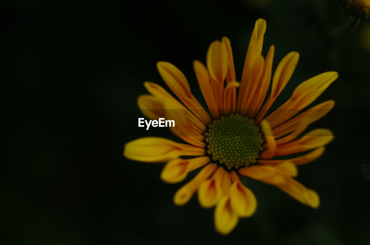 Close-up of yellow flower