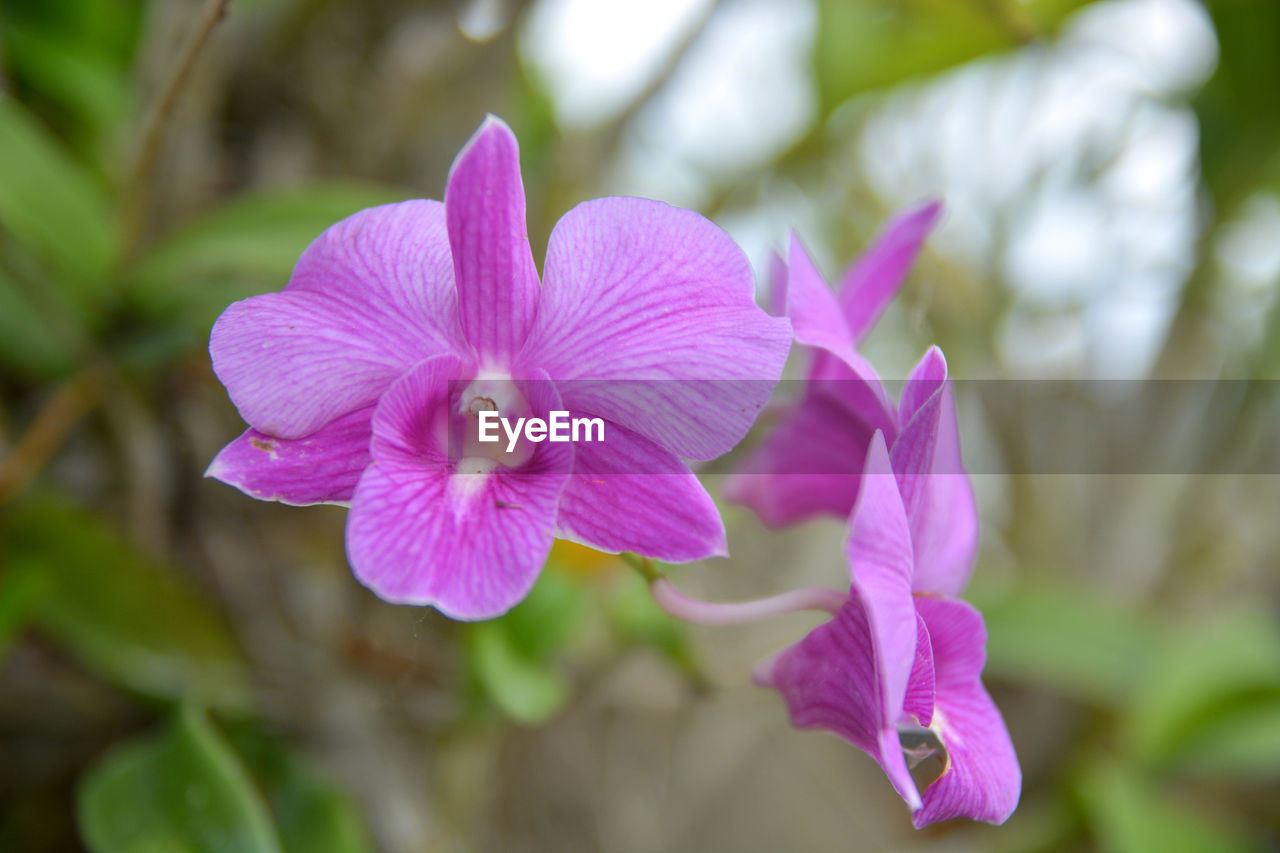 Close-up of pink flowering plant