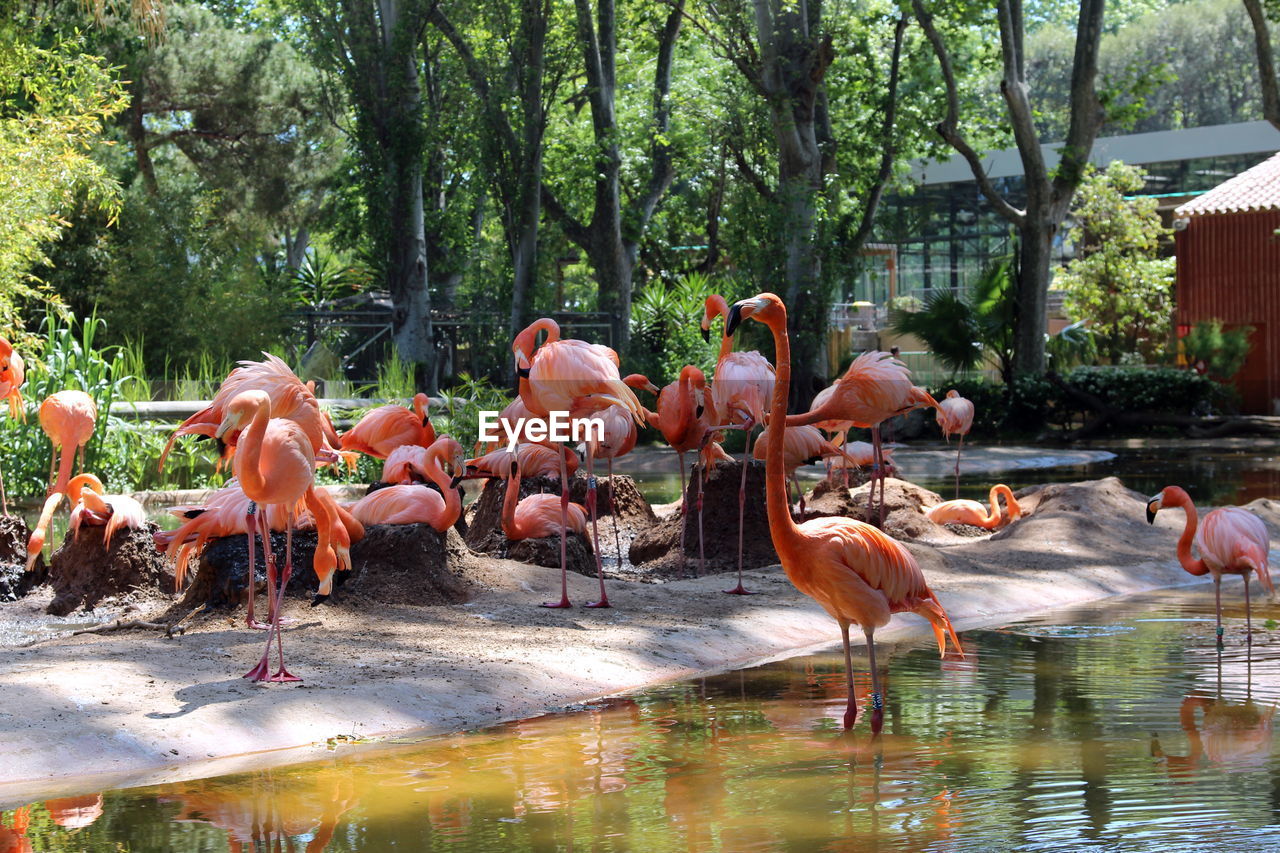 Relaxing pink flamingos at the zoo in barcelona