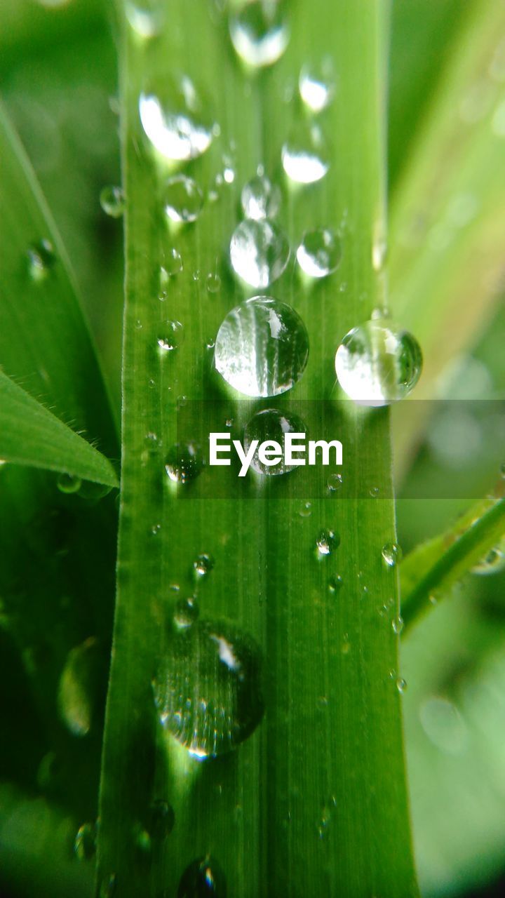 Close-up of raindrops on leaf