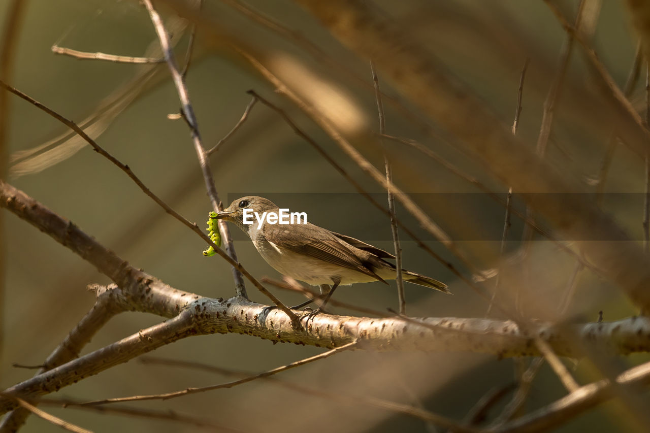 CLOSE-UP OF A BIRD PERCHING ON BRANCH