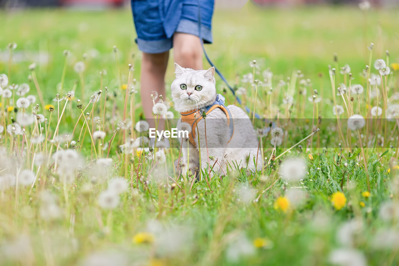 In the spring, on the grass with white dandelions, a little girl walks a charming white british cat