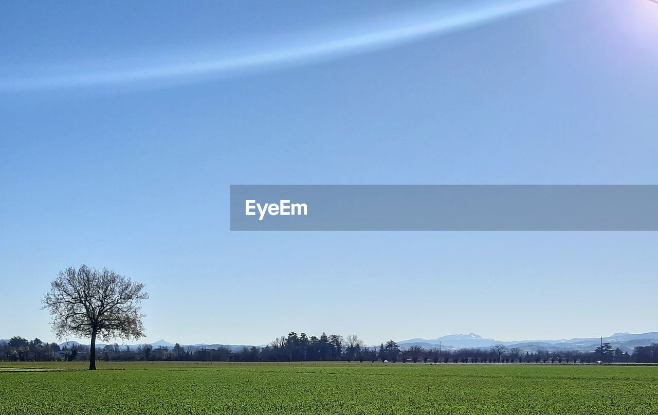 Scenic view of field against clear sky