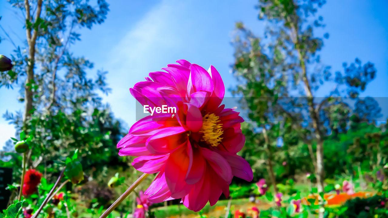 CLOSE-UP OF PINK ROSE FLOWER