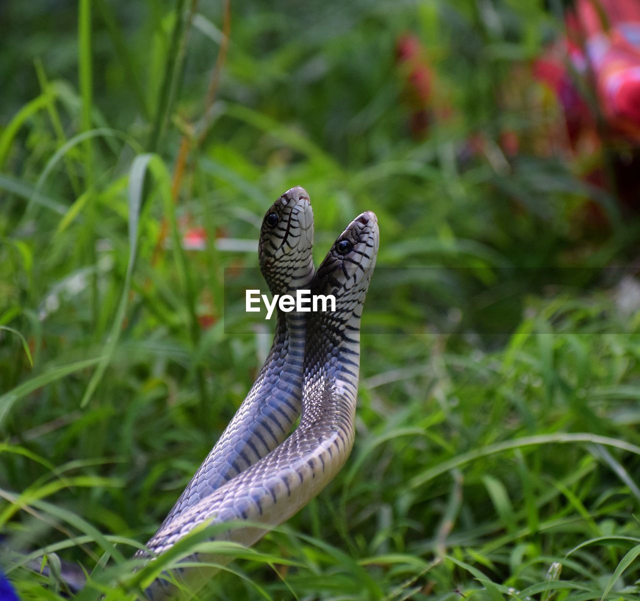 Close-up of snake mating on grass