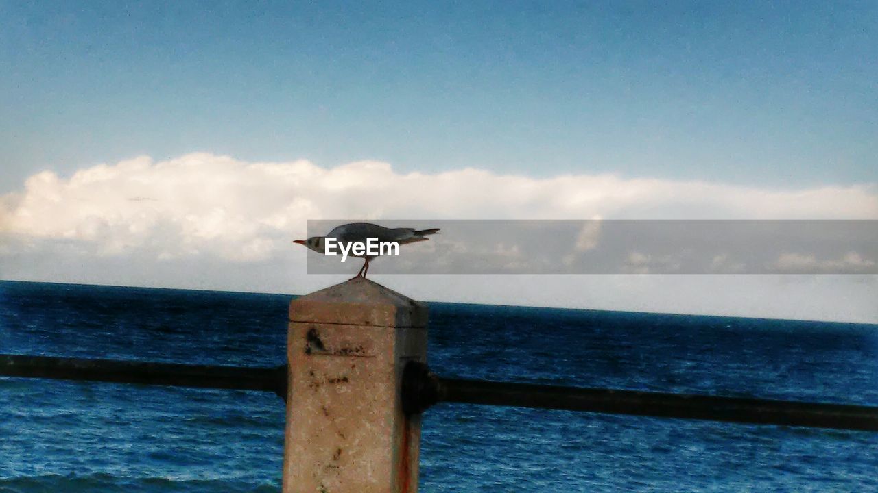 SEAGULL PERCHING ON WOODEN POST IN WATER