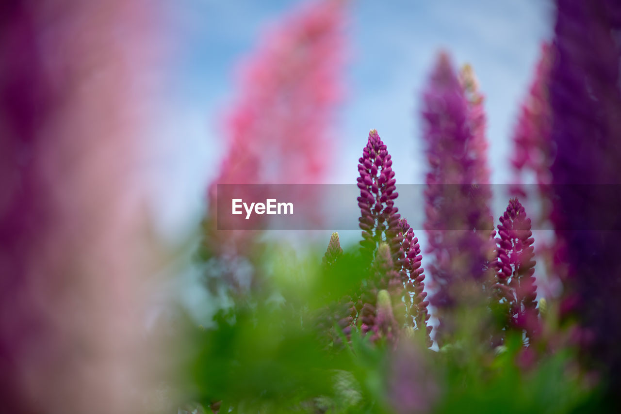 Spring flower, blooming lupine flowers. a field of lupines. sunlight shines on plants in latvia. 