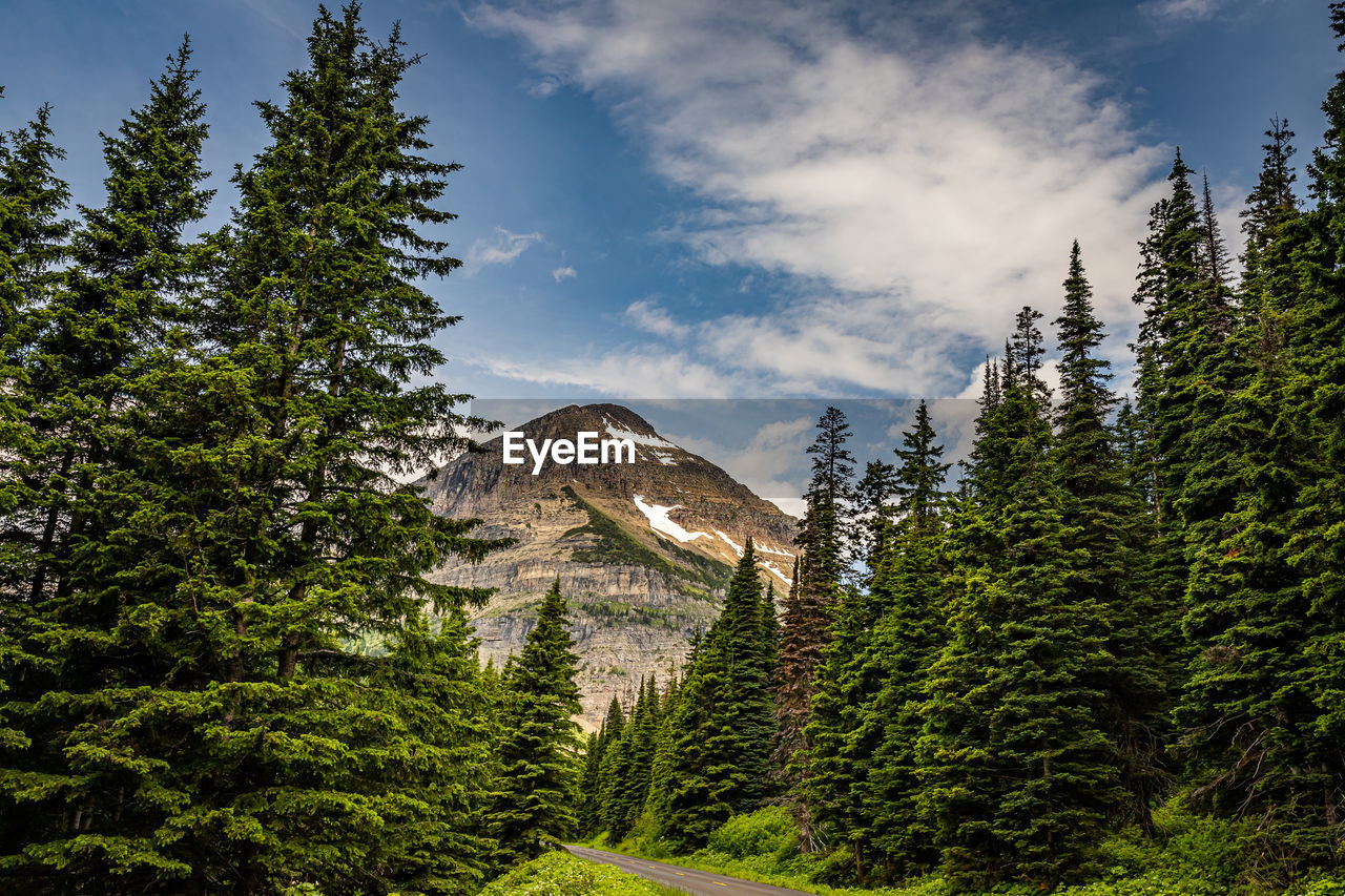 LOW ANGLE VIEW OF PINE TREES ON MOUNTAIN