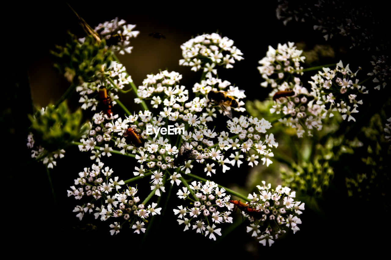 CLOSE-UP OF FLOWERING PLANTS