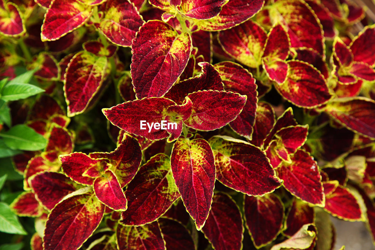 Close-up of red leaves