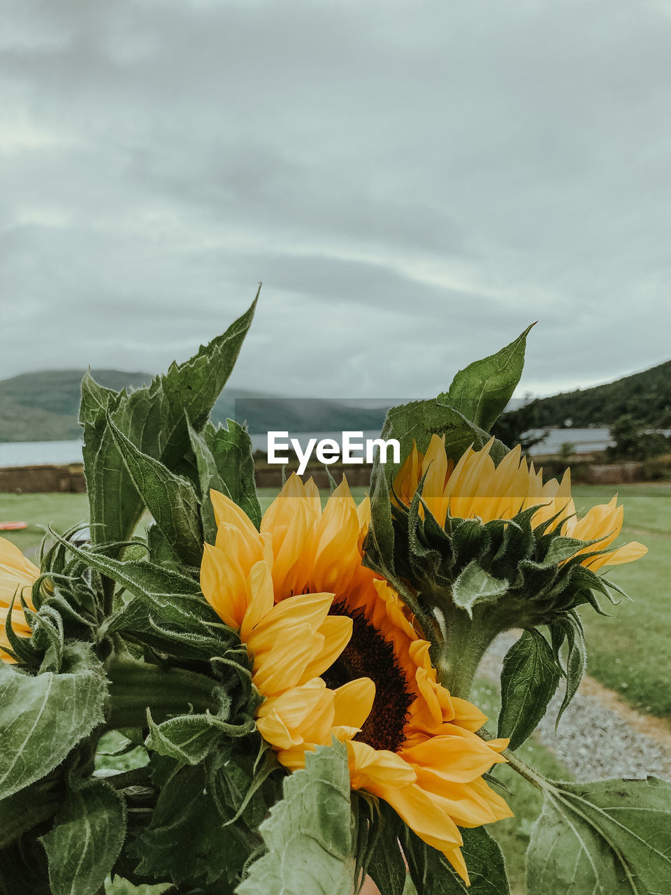 sunflower, flower, flowering plant, plant, beauty in nature, nature, freshness, yellow, cloud, flower head, fragility, sky, growth, petal, no people, leaf, plant part, sunflower seed, inflorescence, land, close-up, day, field, water, outdoors, sea, green