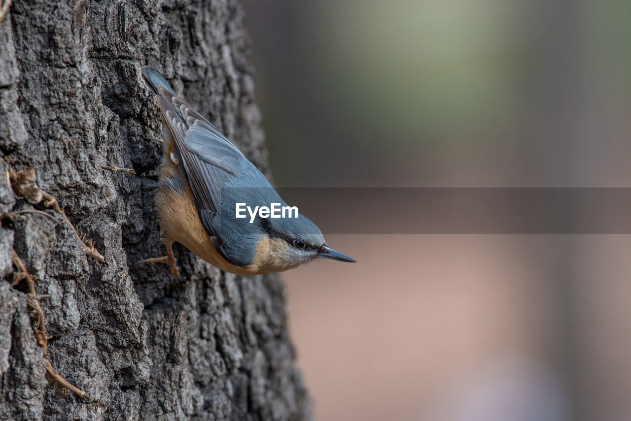 Close-up of bird perching on tree