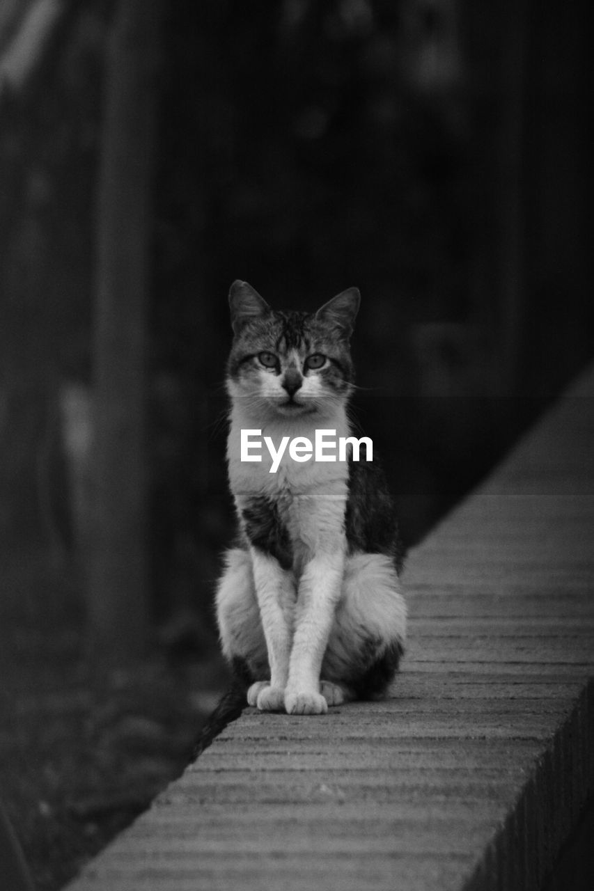 PORTRAIT OF CAT SITTING BY WOOD