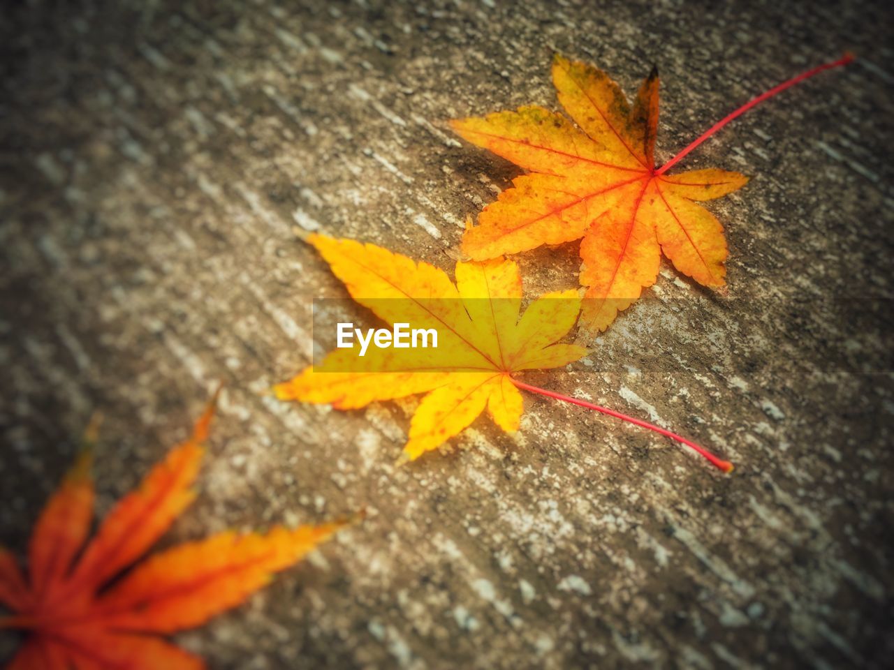 Close-up of fallen autumn leaves on surface