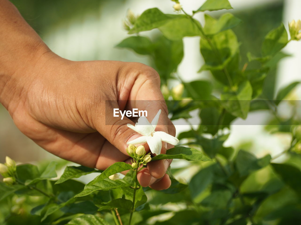 CLOSE-UP OF HAND HOLDING ROSE FLOWER