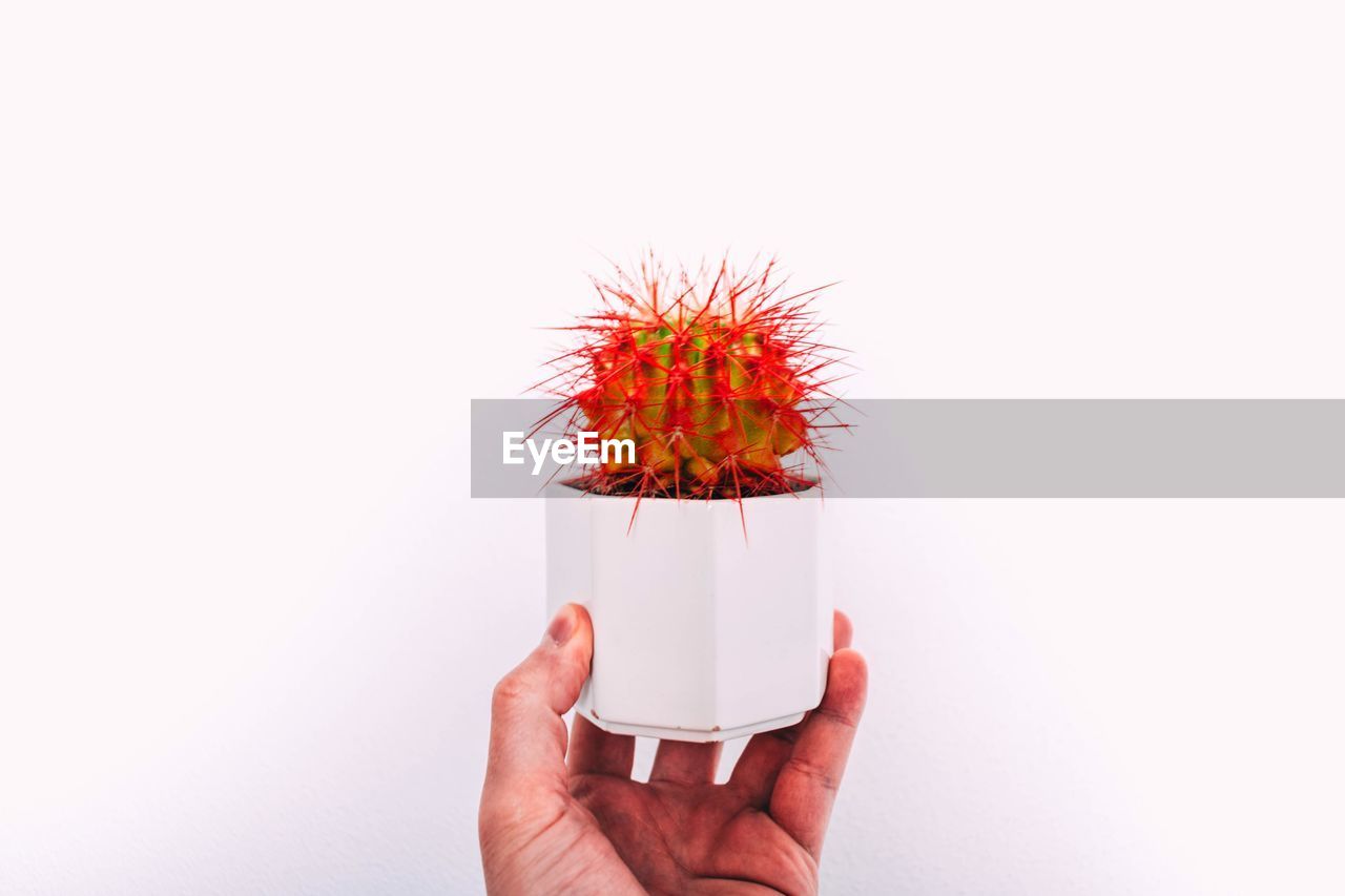 Cropped hand of man holding cactus against white background