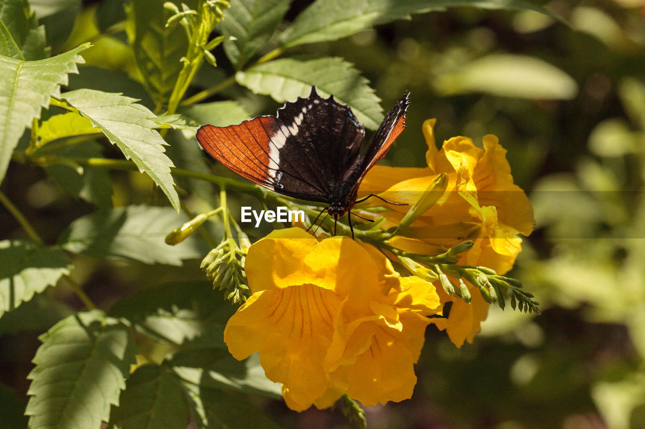 Brown siproeta also called brown page butterfly and siproeta epaphus perched on a leaf.