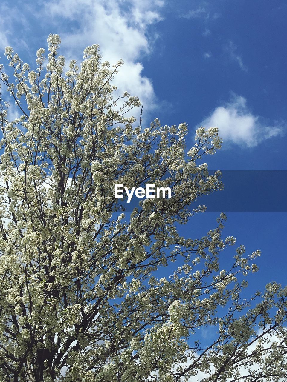 LOW ANGLE VIEW OF WHITE FLOWERS AGAINST BLUE SKY