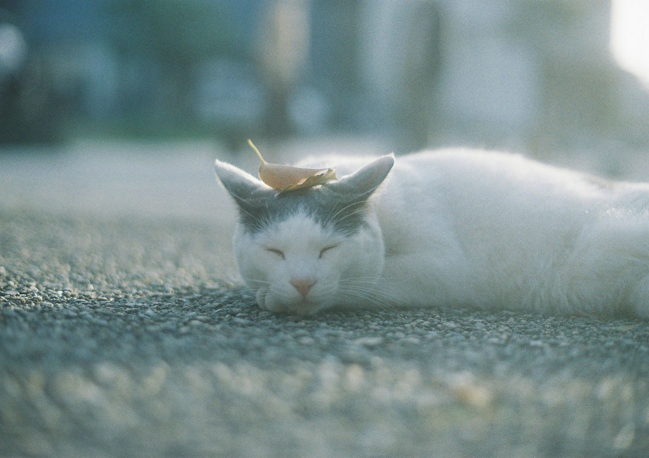 animal, animal themes, mammal, cat, pet, domestic animals, one animal, domestic cat, feline, white, whiskers, relaxation, small to medium-sized cats, felidae, lying down, no people, resting, selective focus, sleeping, close-up, skin, portrait, animal body part, kitten, cute, carnivore, eyes closed, tired