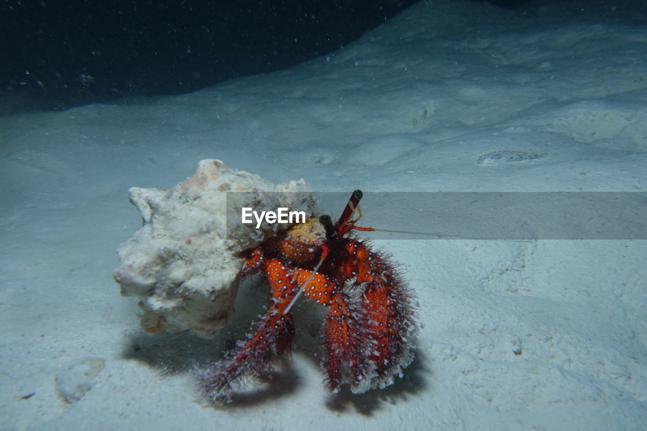 CLOSE-UP OF CRAB ON SEA