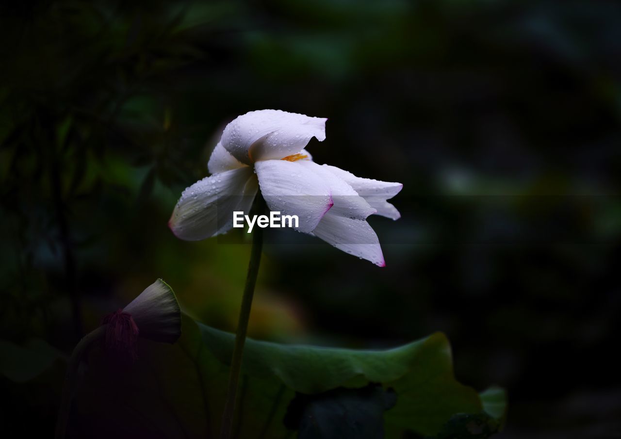 Close-up of white flowering plant