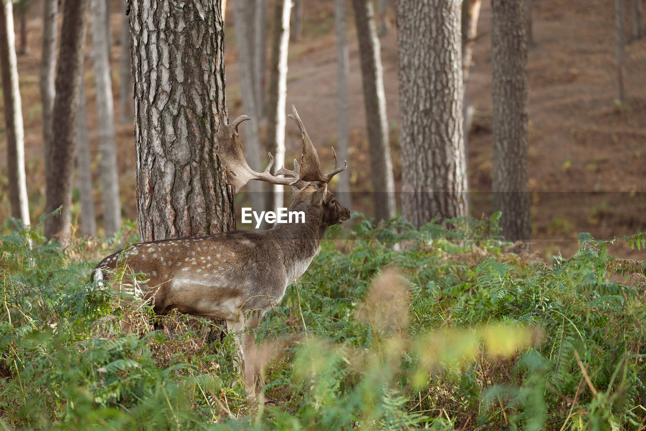 deer on field in forest