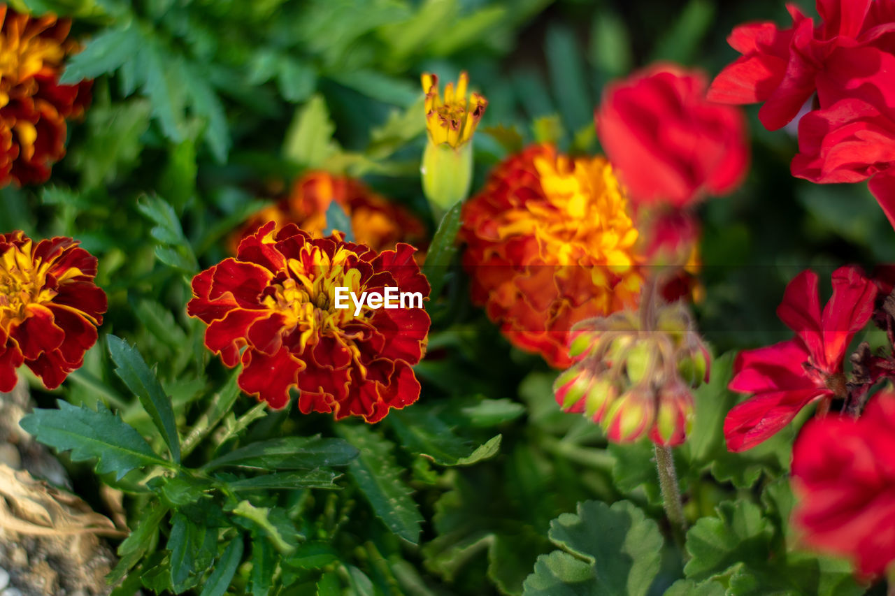 Close-up of red flowering plants