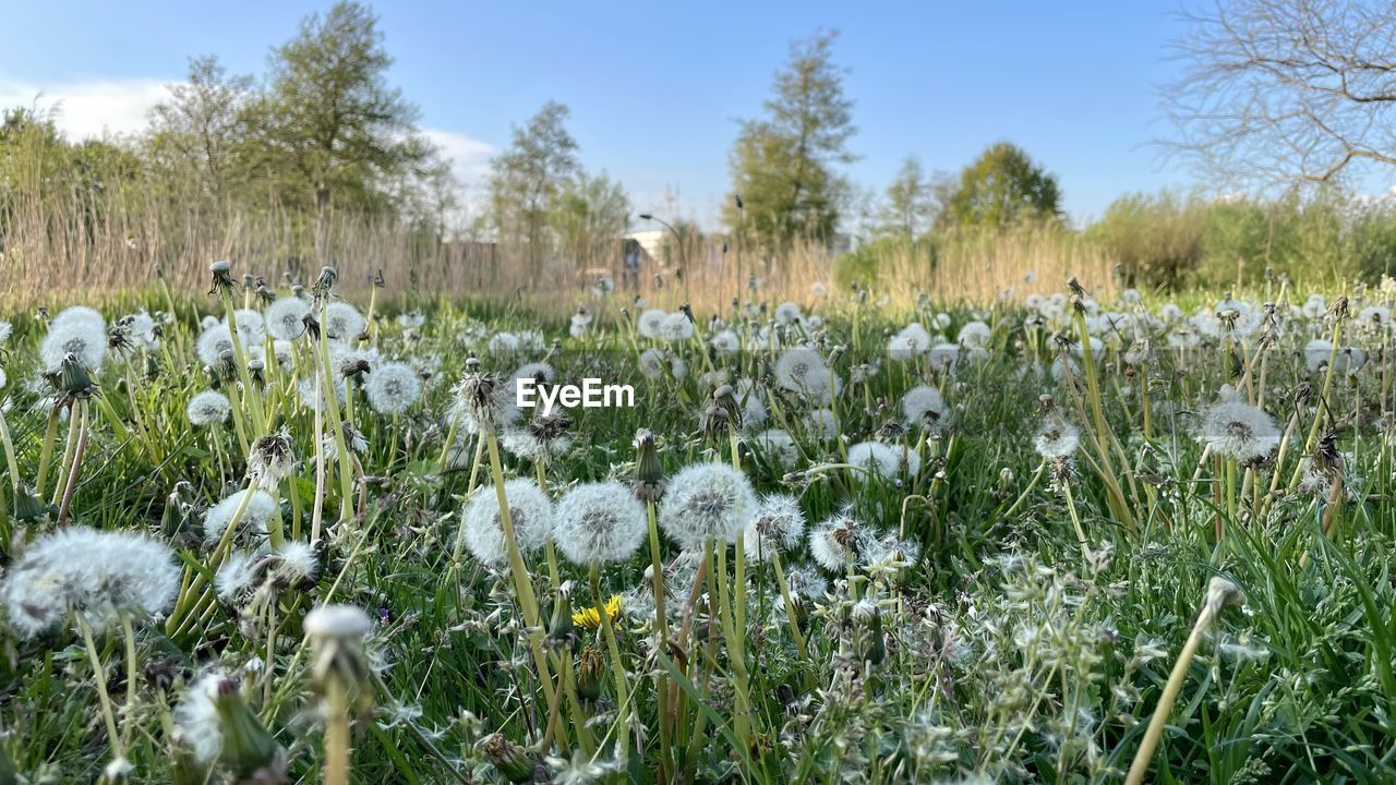 Fields of flowers 