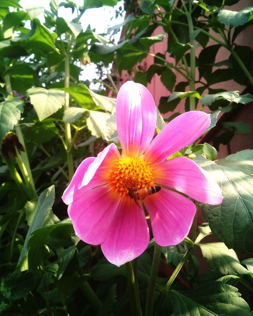 CLOSE-UP OF PINK FLOWERS BLOOMING IN GARDEN