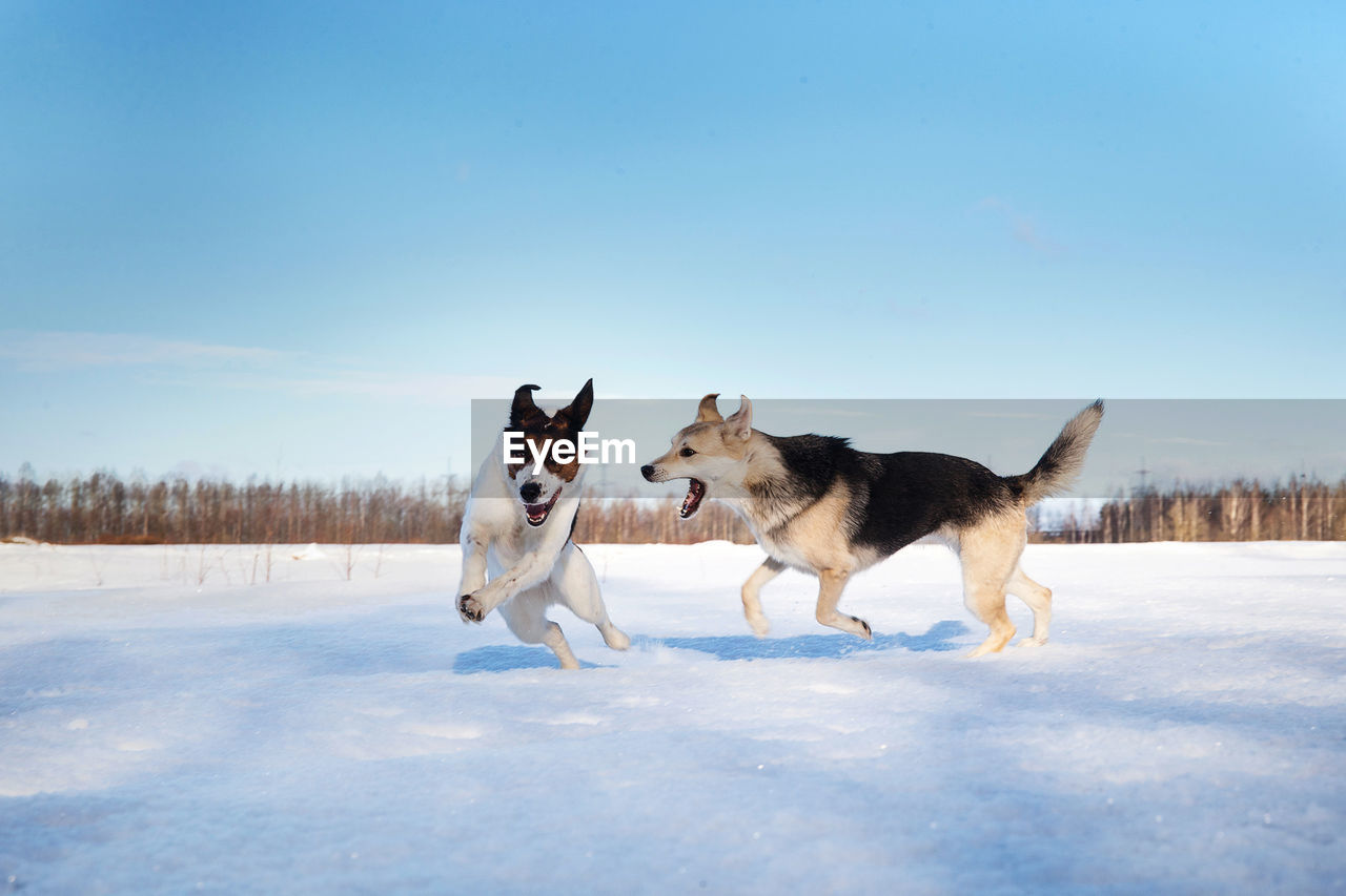 Dogs fighting on snow covered land