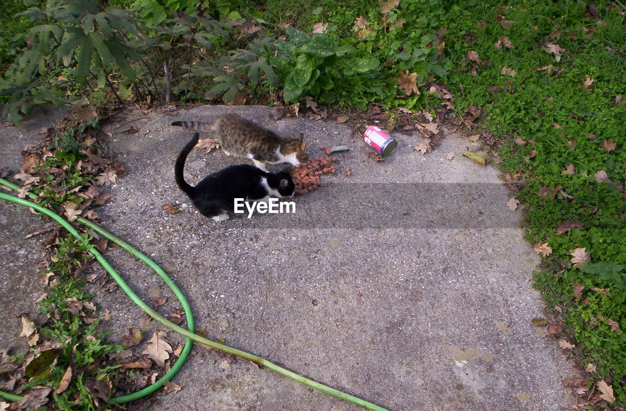 High angle view of cats eating in lawn