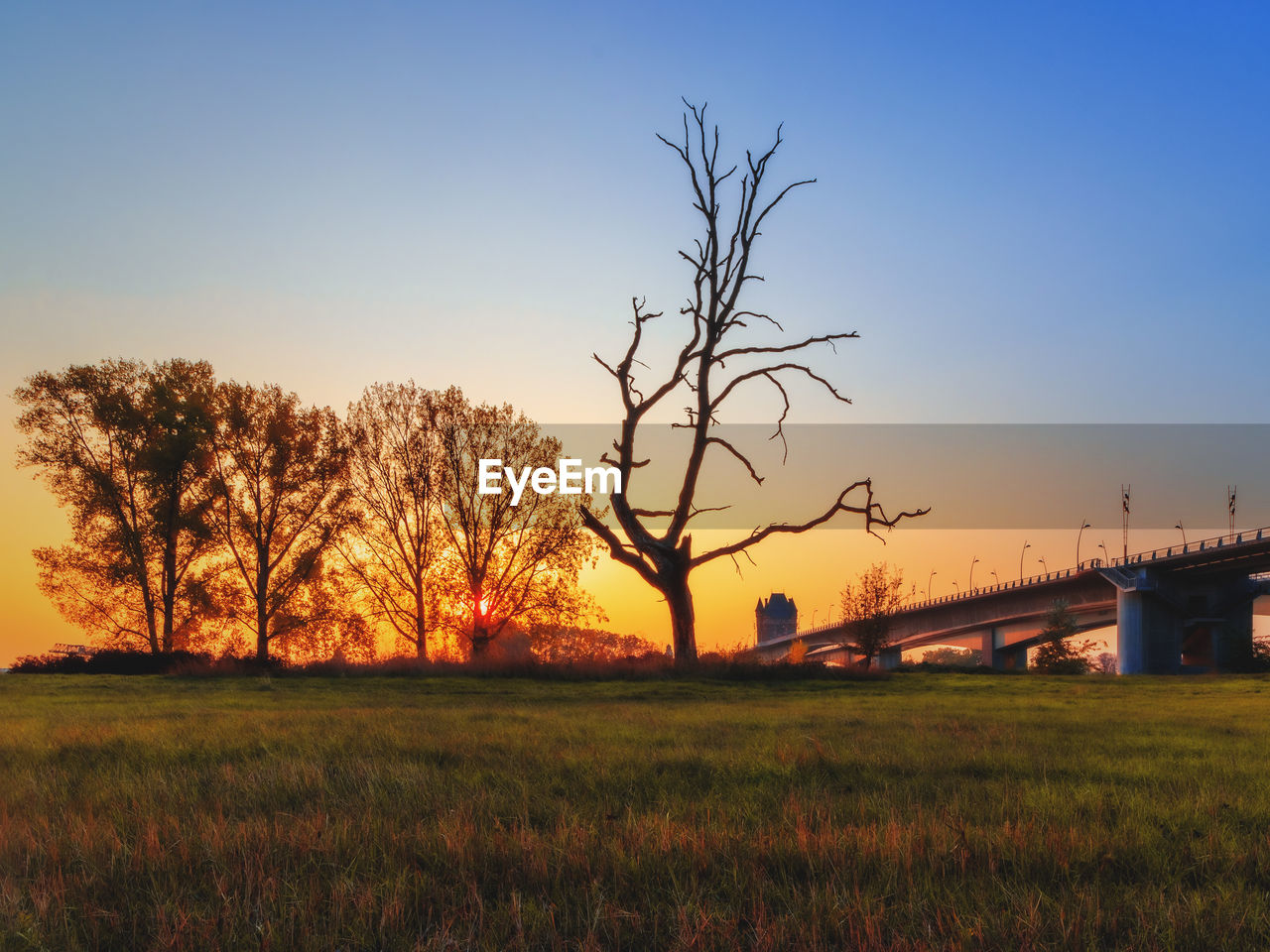 Bare trees on field against sky during sunset