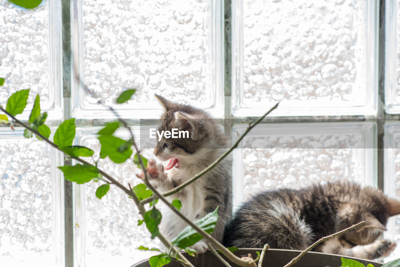 CAT LOOKING AT WINDOW