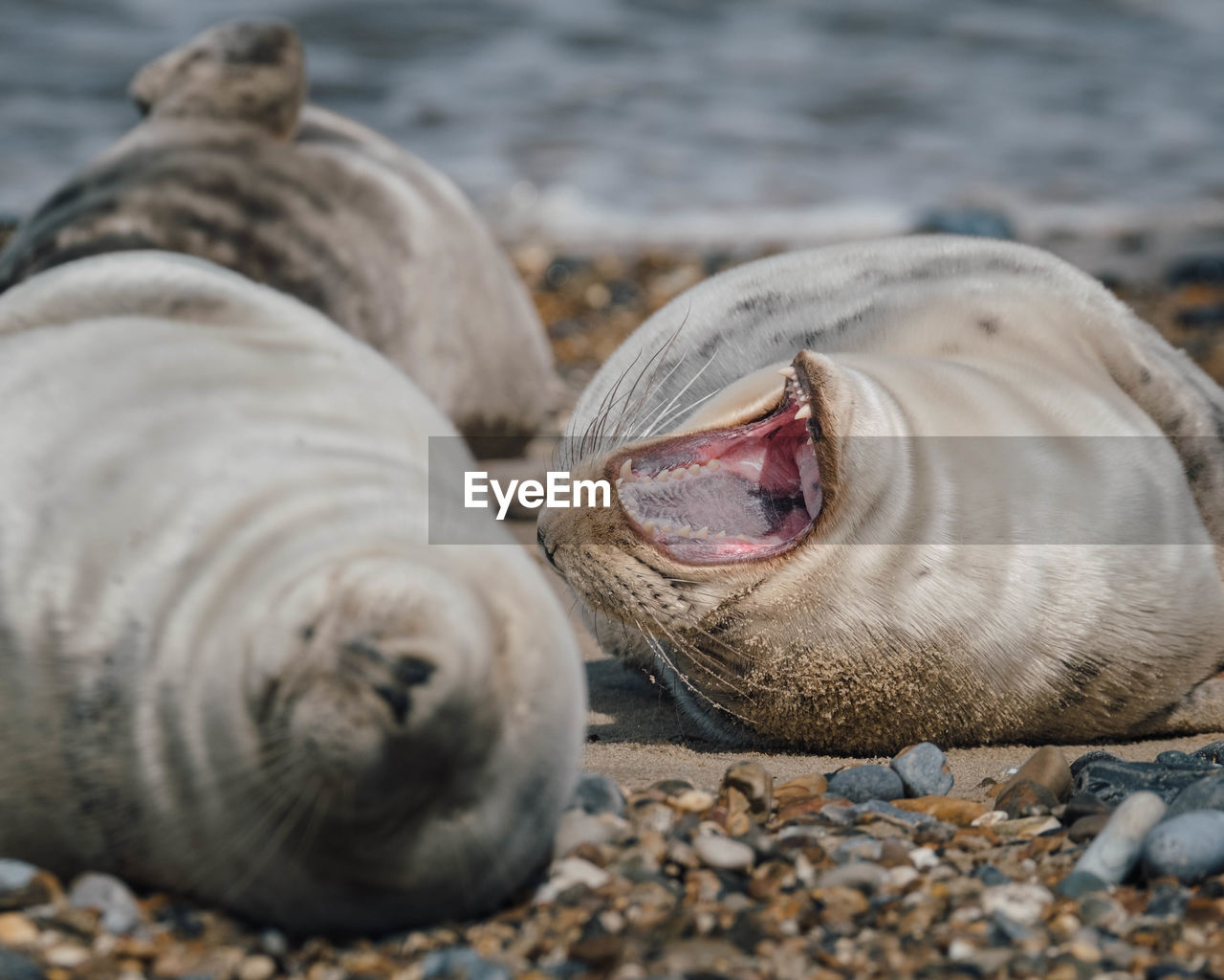 View of seals on beach