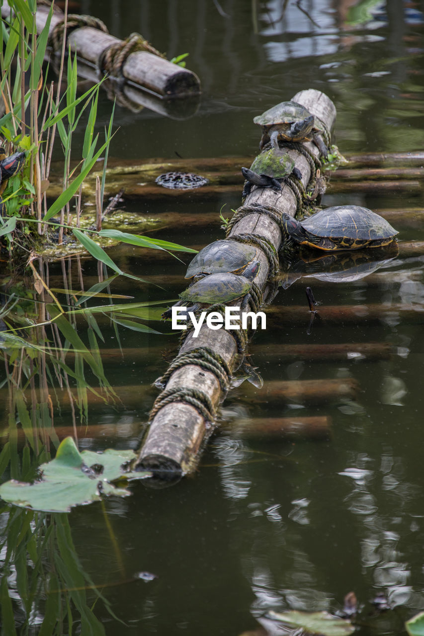 High angle view of turtles on bamboo in pond