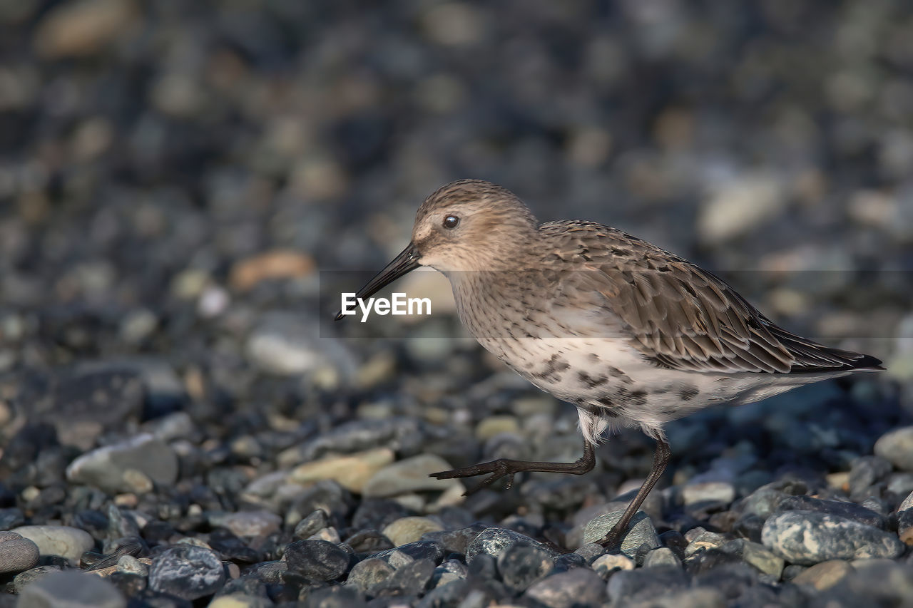 animal themes, animal wildlife, animal, bird, sandpiper, wildlife, one animal, close-up, calidrid, beak, nature, no people, side view, full length, redshank, red-backed sandpiper, day, outdoors, rock, focus on foreground, selective focus, eating